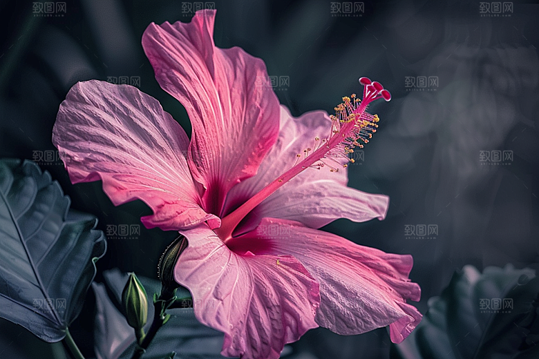 木槿花花卉自然摄影图