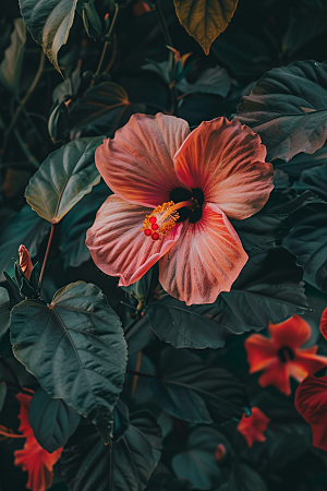 木槿花花卉夏天摄影图