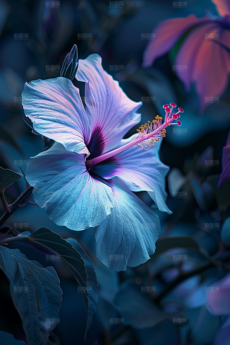 木槿花夏天植物摄影图