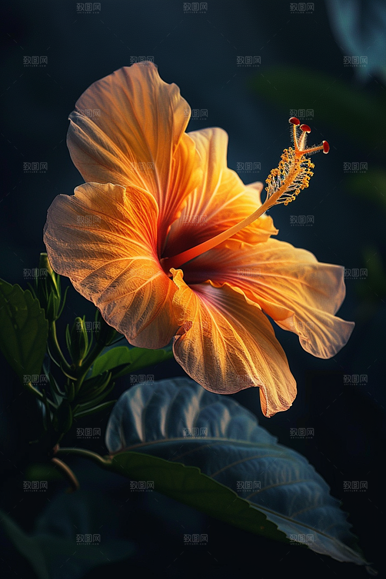 木槿花植物自然摄影图