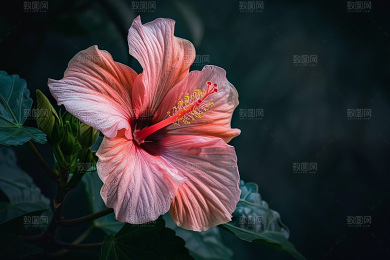 木槿花植物高清摄影图