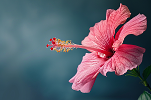 木槿花高清花朵摄影图