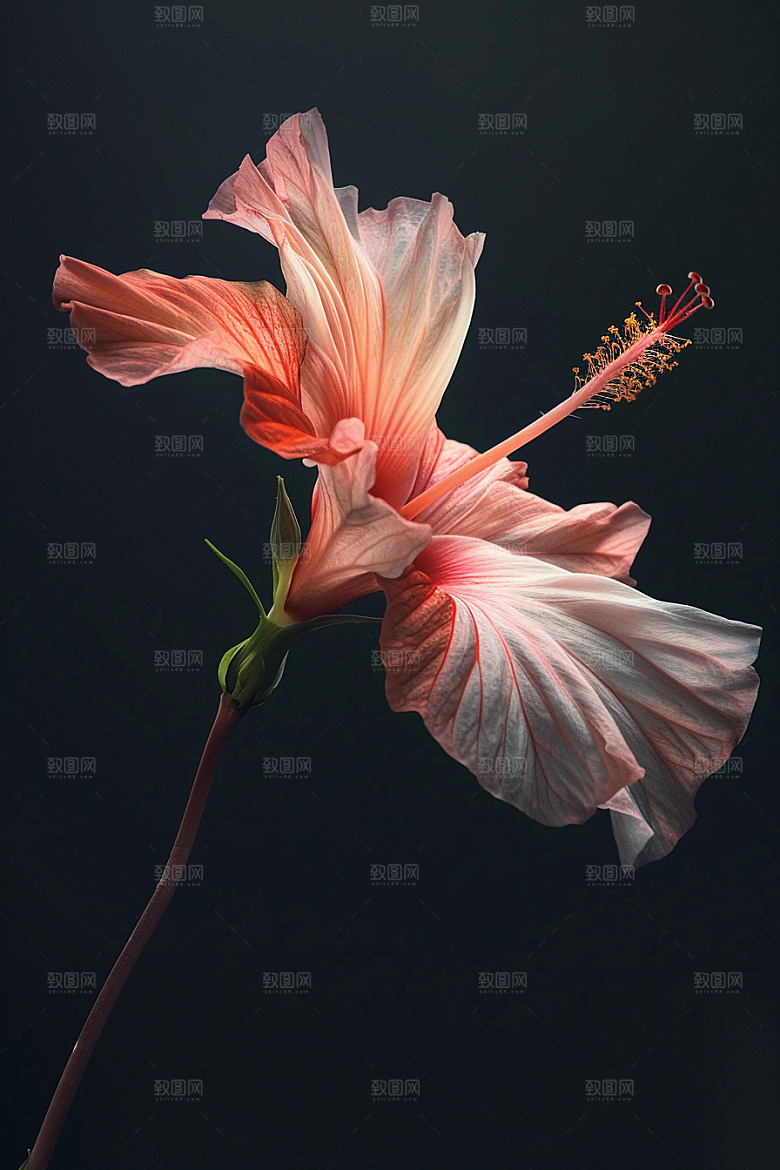 木槿花木棉花朵摄影图