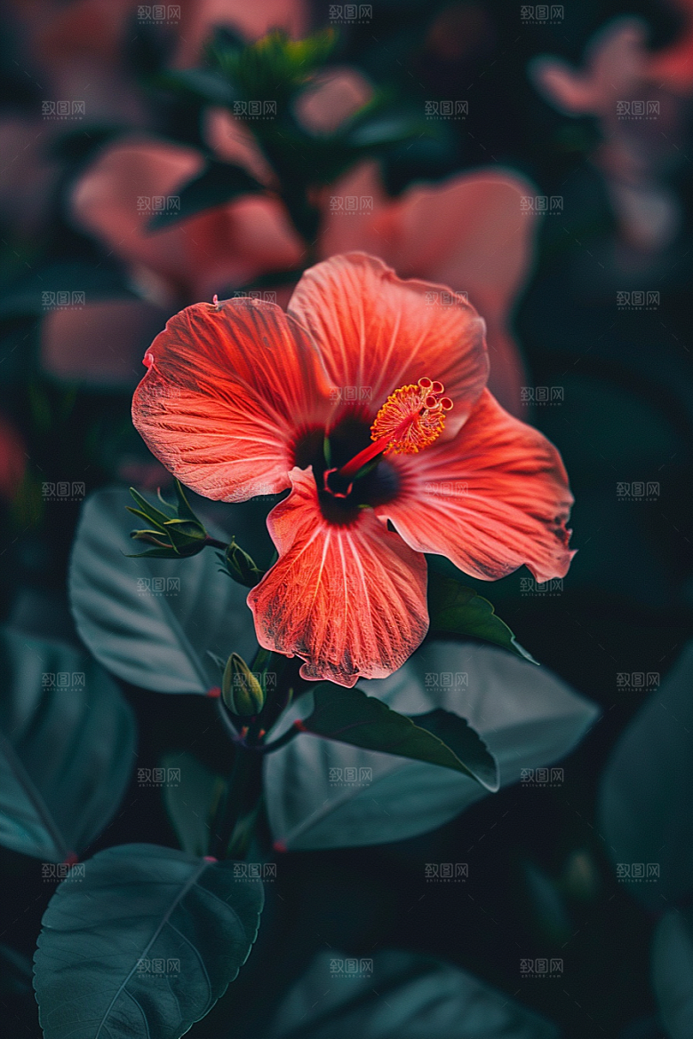 木槿花高清自然摄影图