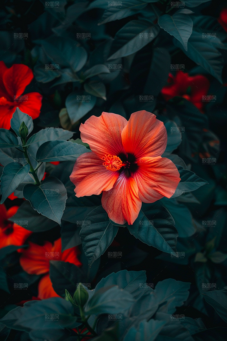 木槿花夏天花朵摄影图