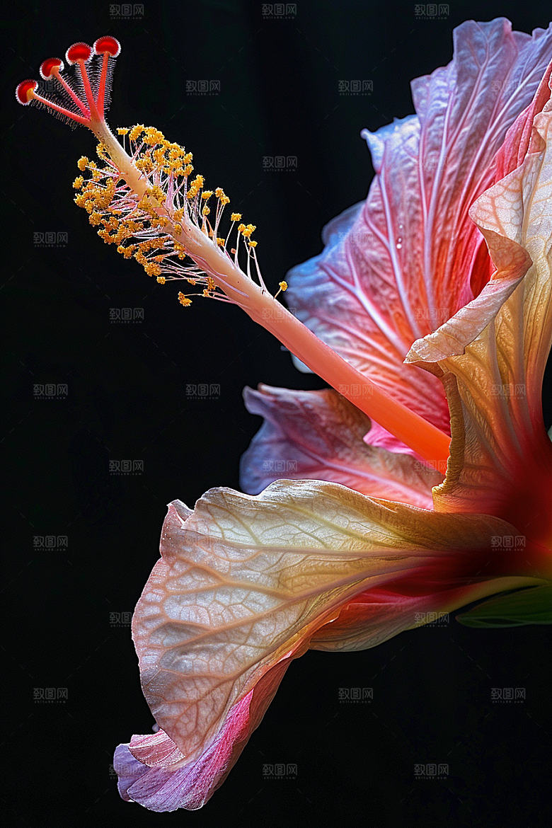 木槿花花朵高清摄影图