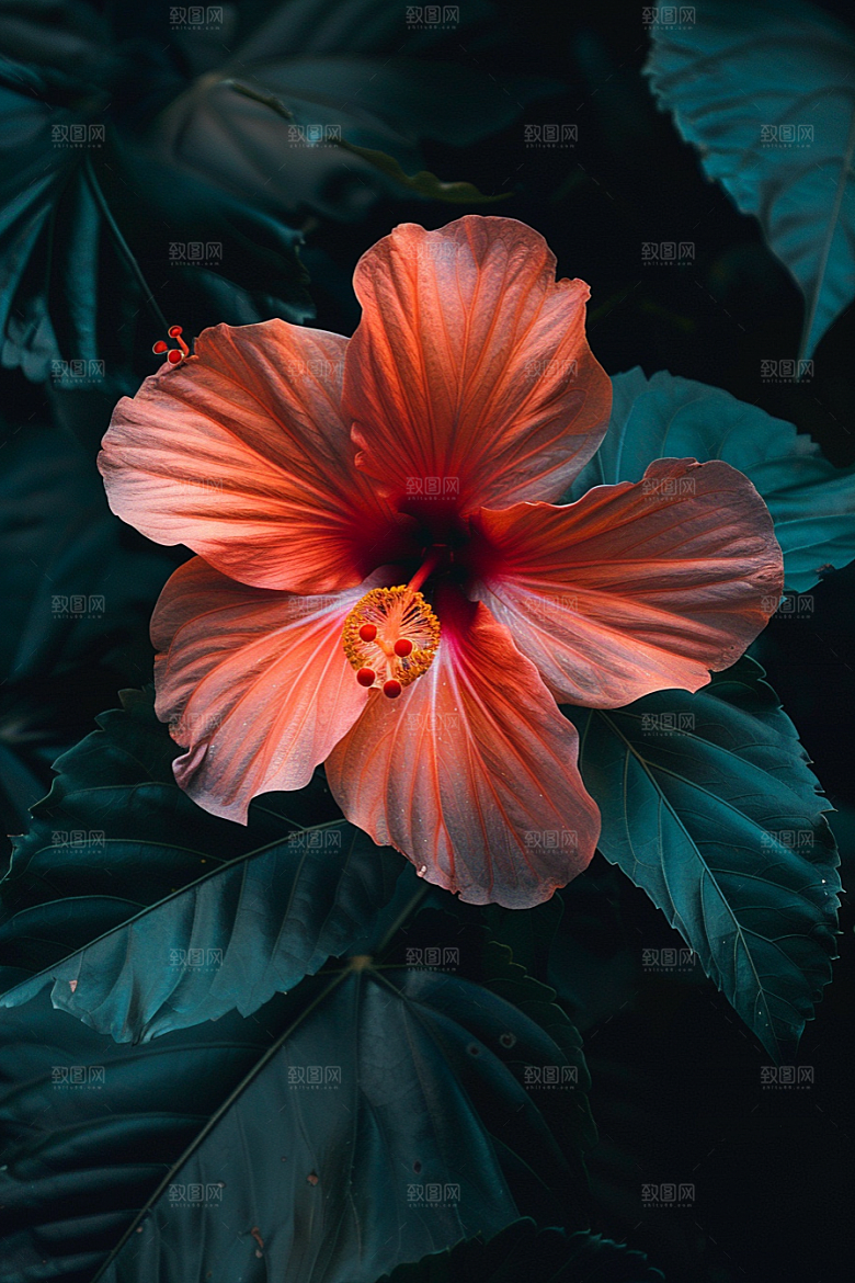 木槿花自然清新摄影图