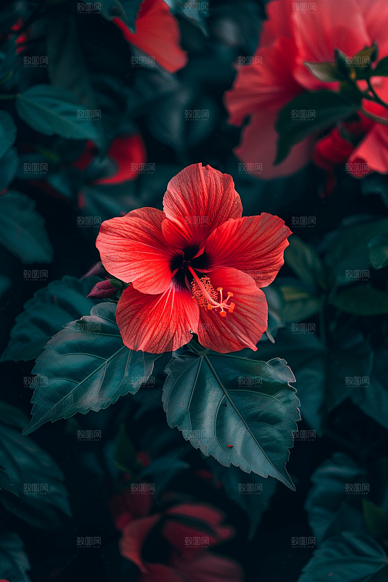 木槿花高清唯美摄影图