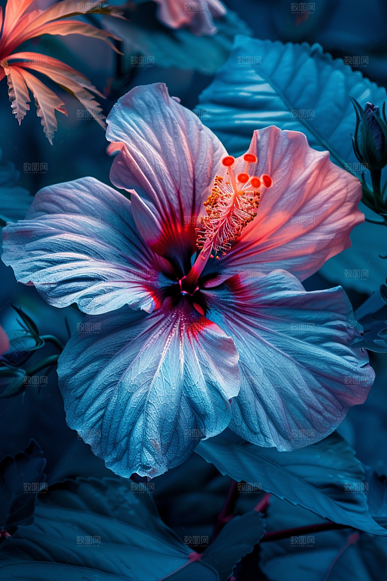 木槿花高清夏季摄影图