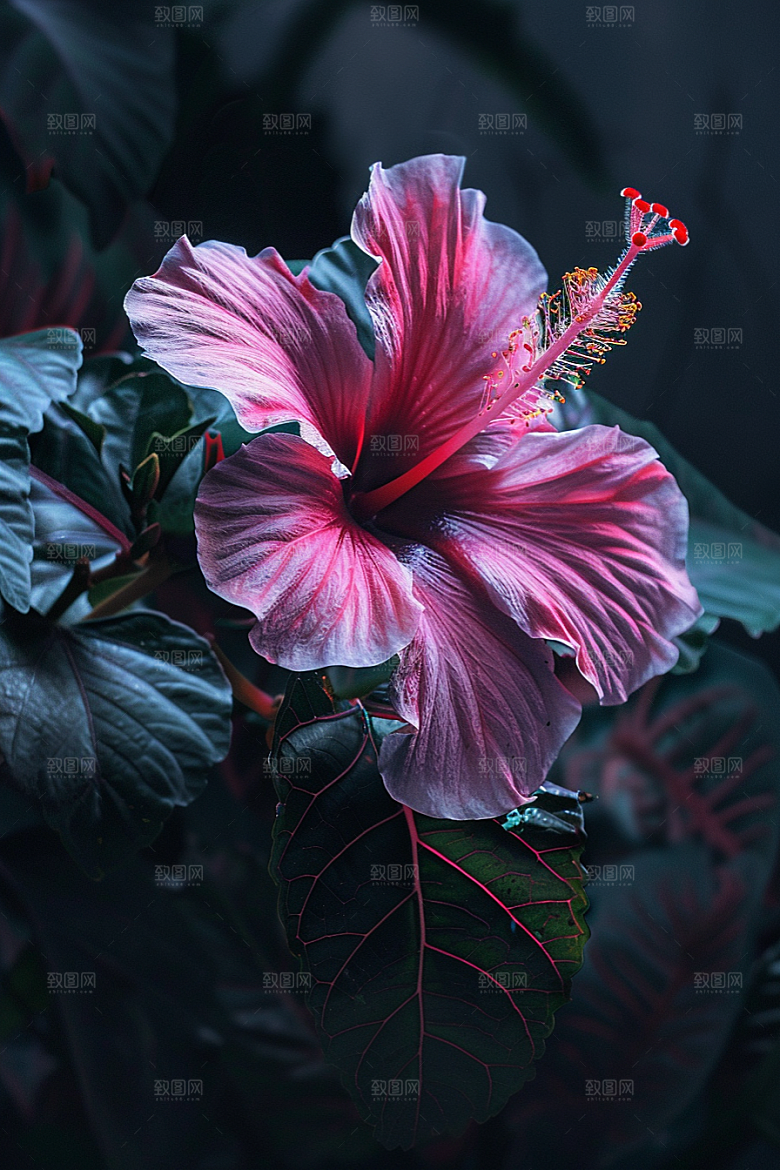 木槿花自然清新摄影图