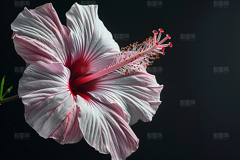 木槿花高清花朵摄影图