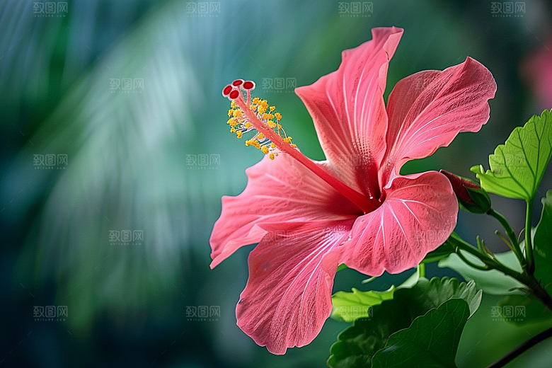 木槿花彩色高清摄影图