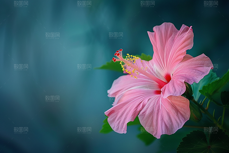 木槿花木棉唯美摄影图