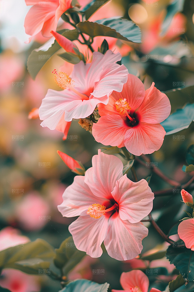 木槿花自然木棉摄影图