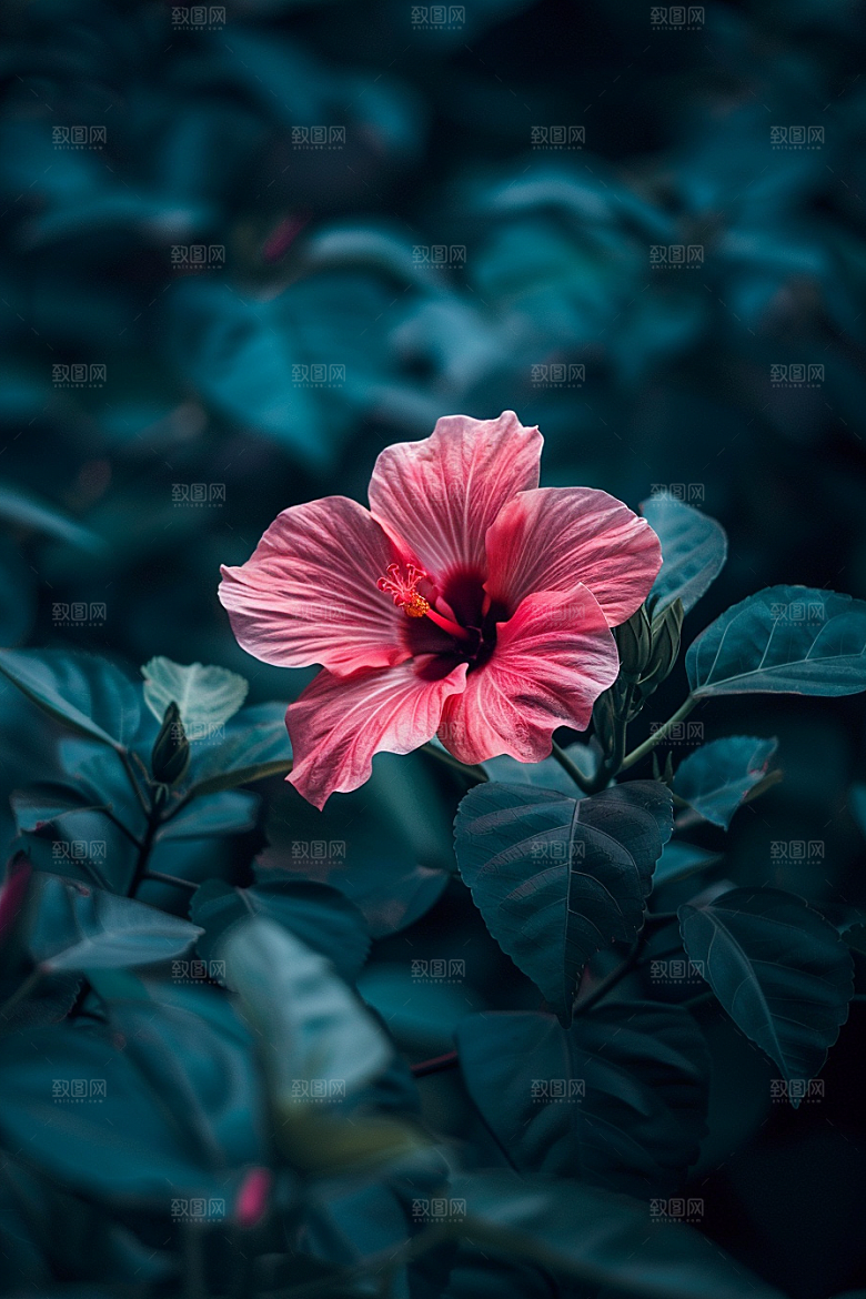 木槿花唯美高清摄影图