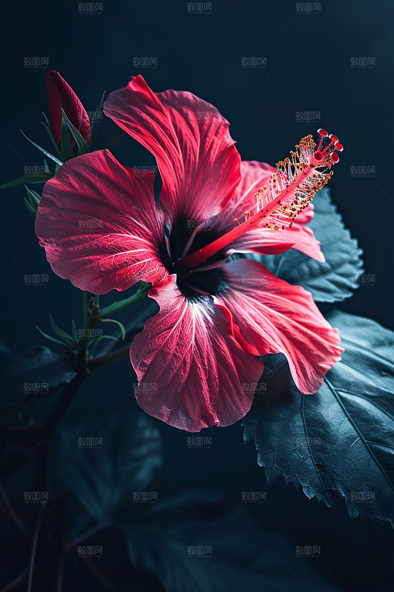 木槿花清新夏季摄影图