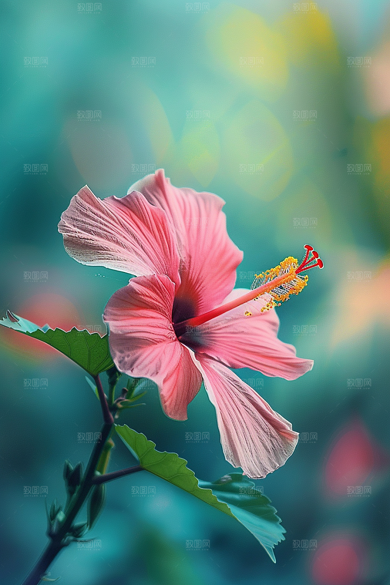 木槿花彩色夏天摄影图