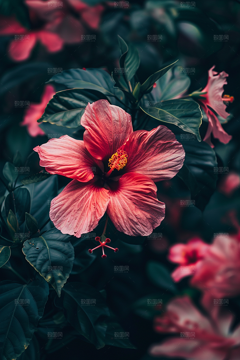 木槿花清新自然摄影图