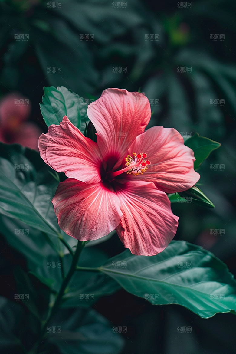 木槿花夏季植物摄影图