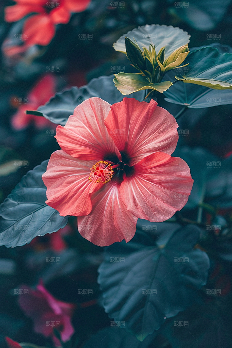 木槿花植物花卉摄影图