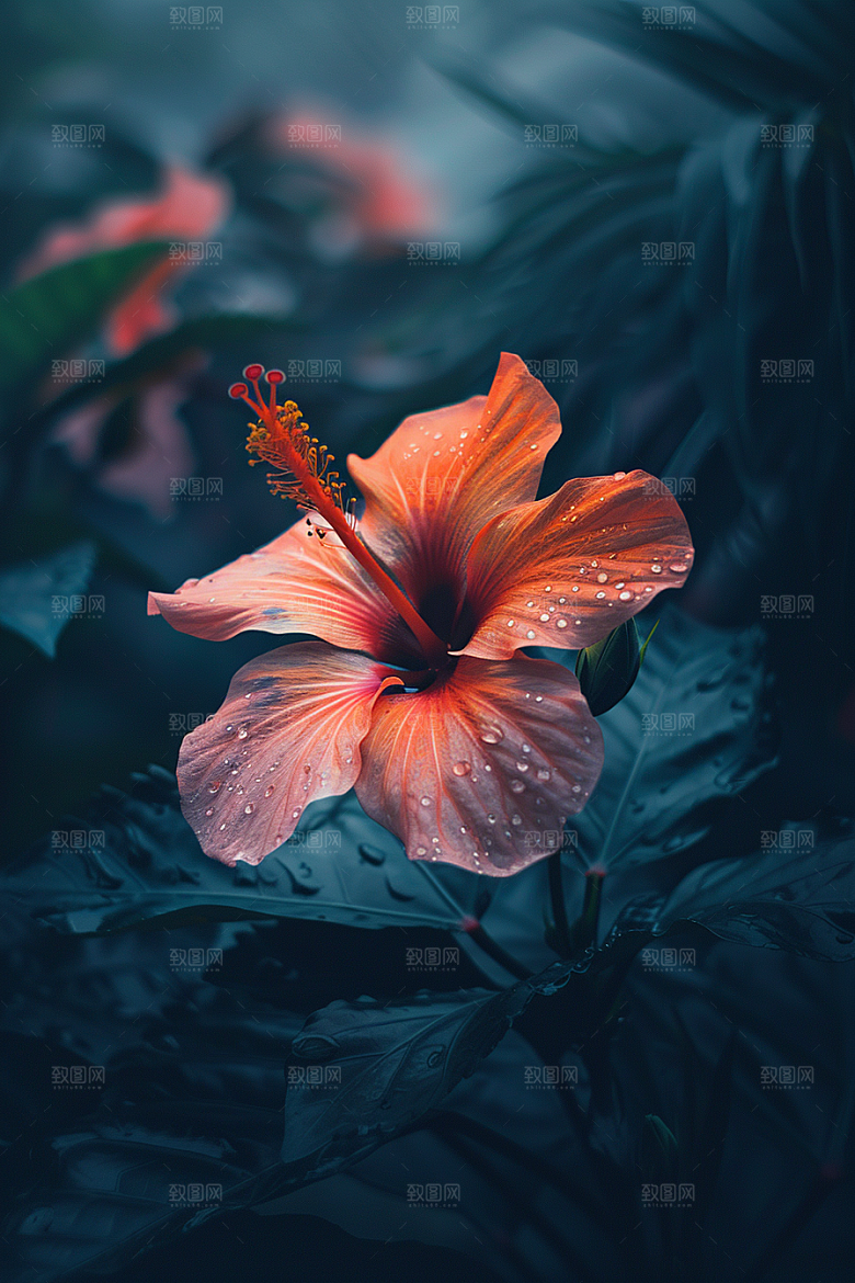 木槿花唯美自然摄影图