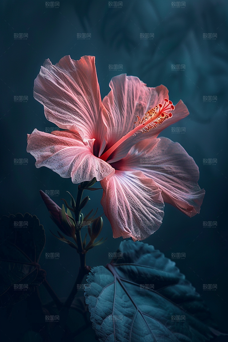 木槿花夏天木棉摄影图