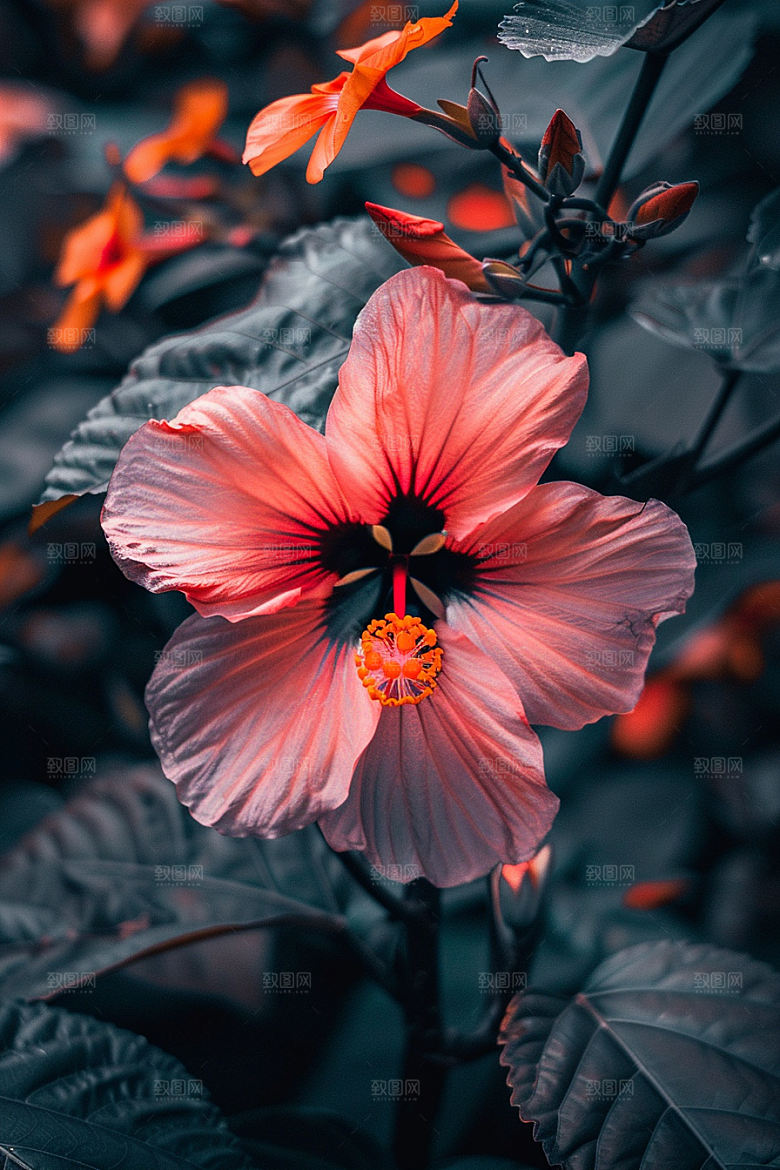 木槿花彩色夏季摄影图