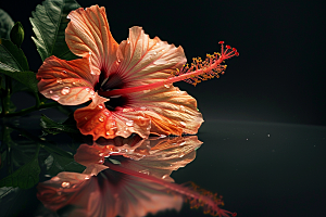 木槿花花卉彩色摄影图