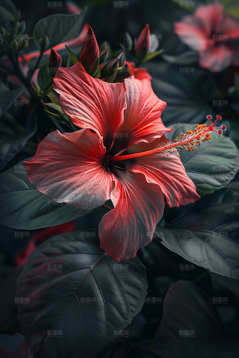 木槿花清新木棉摄影图