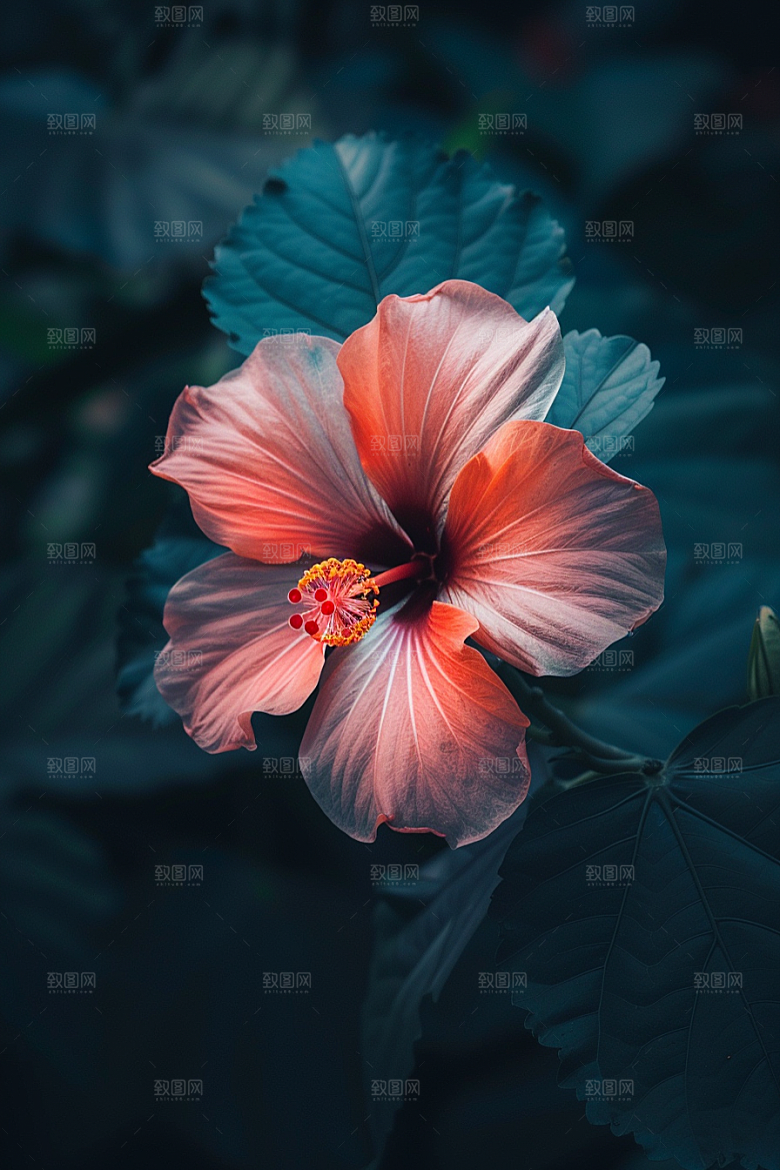 木槿花高清植物摄影图