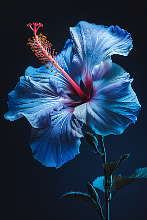木槿花高清夏季摄影图