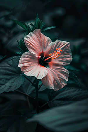 木槿花自然木棉摄影图