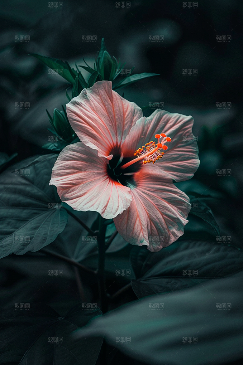 木槿花自然木棉摄影图