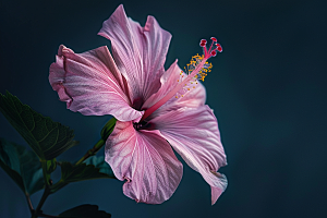 木槿花夏季高清摄影图