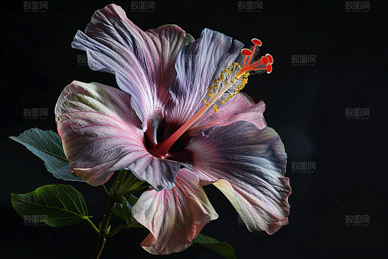 木槿花夏天花朵摄影图