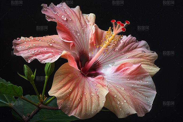 木槿花自然花朵摄影图