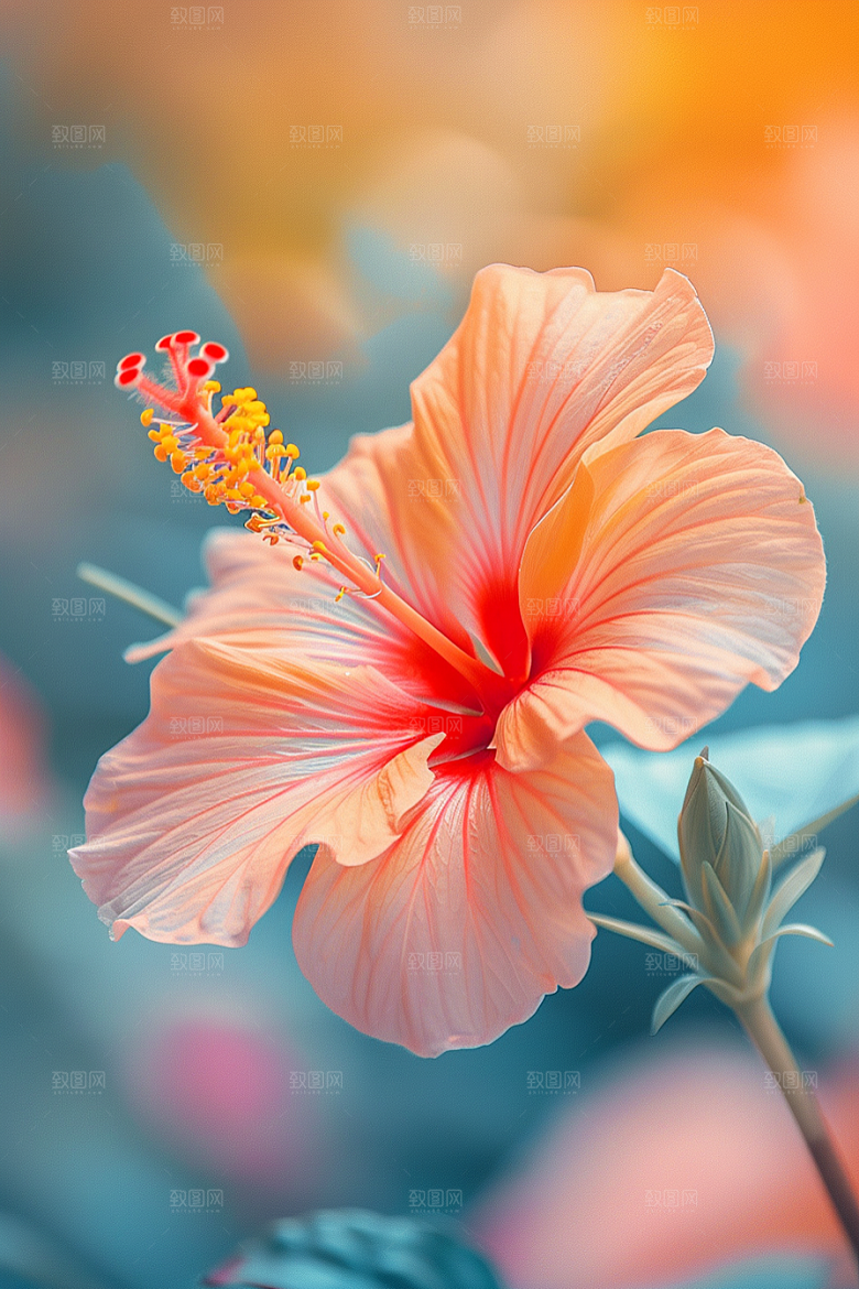 木槿花植物夏天摄影图
