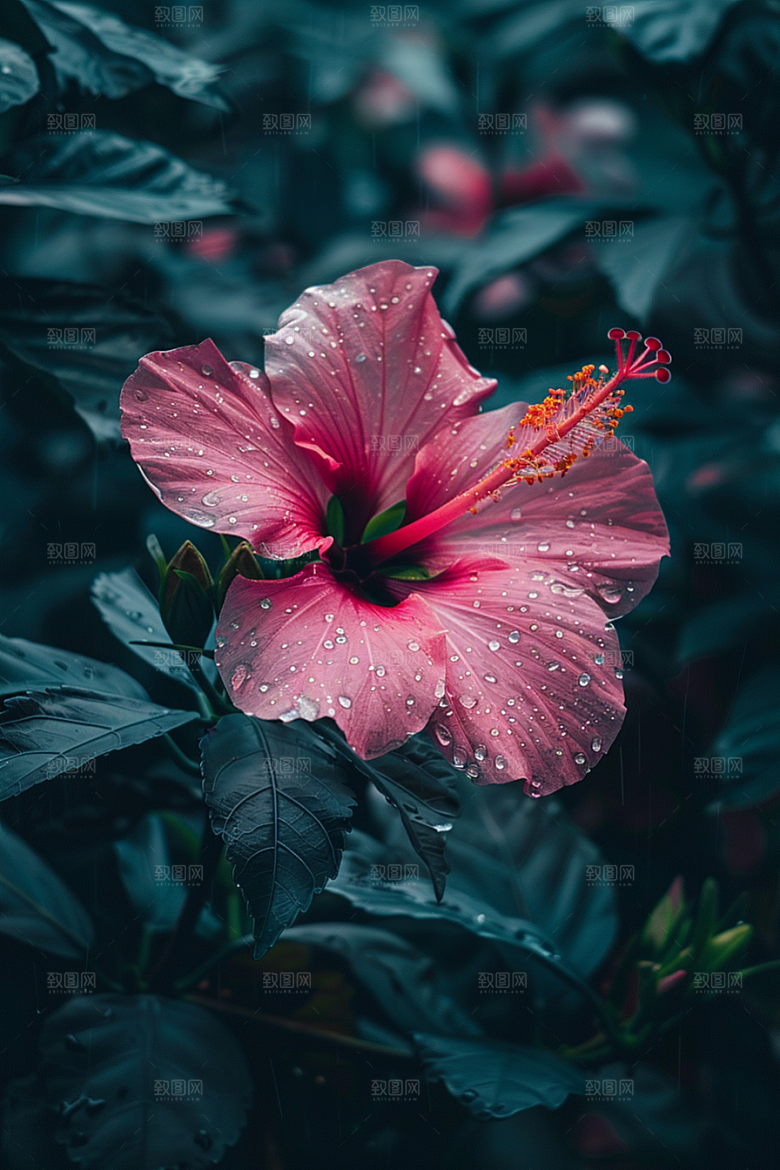 木槿花花卉木棉摄影图