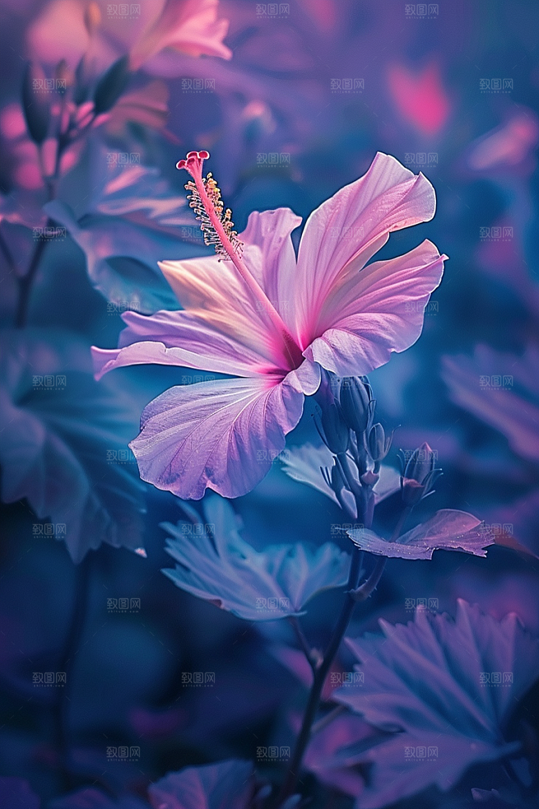 木槿花清新唯美摄影图