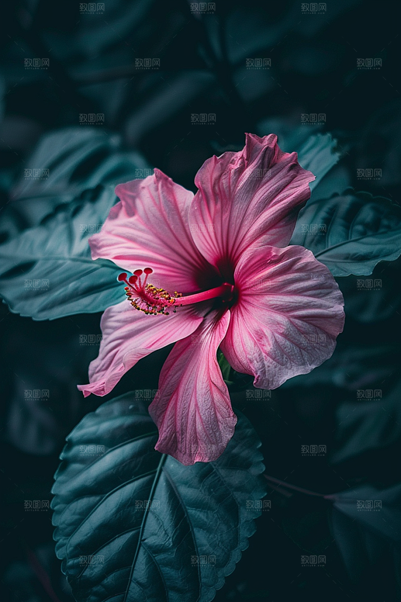 木槿花自然夏天摄影图