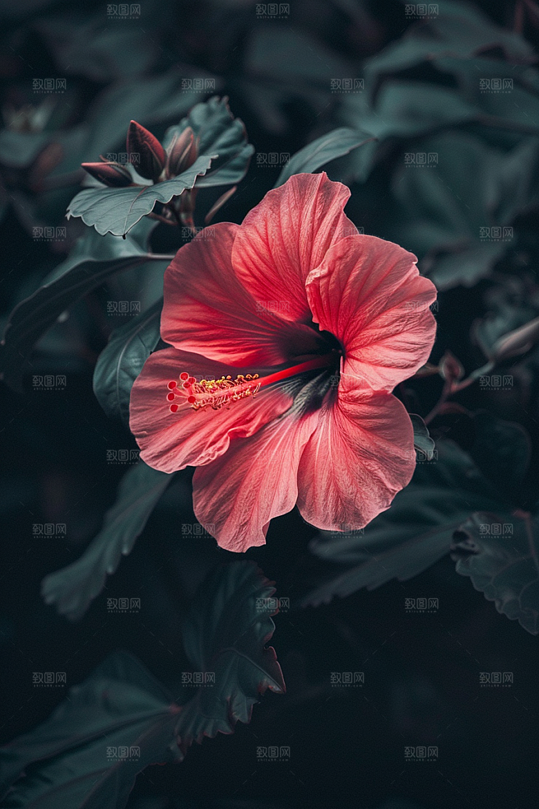 木槿花高清清新摄影图