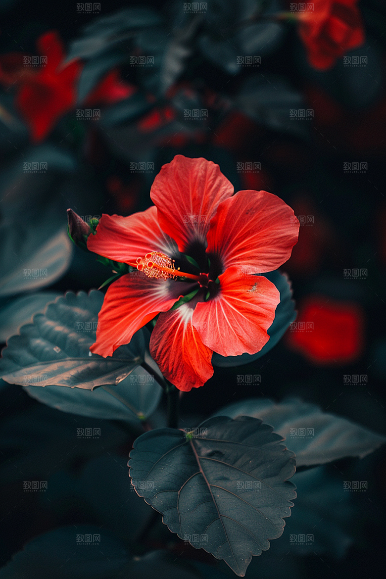木槿花花卉植物摄影图
