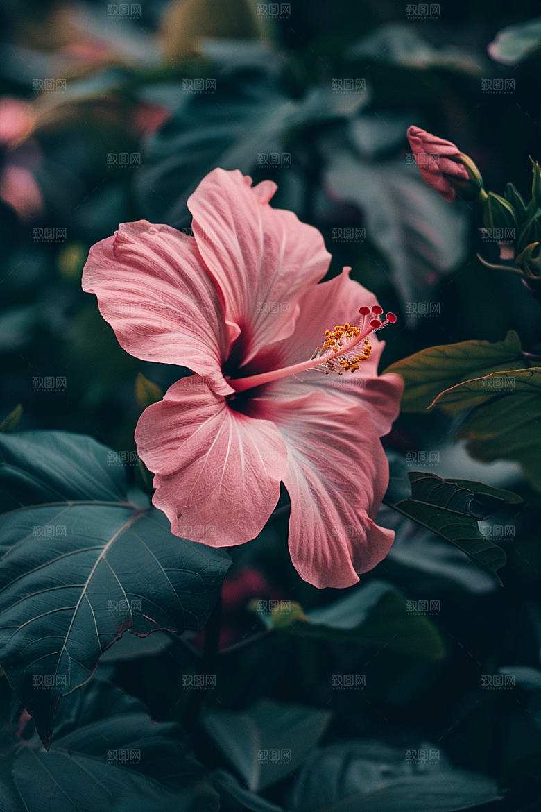 木槿花花朵唯美摄影图