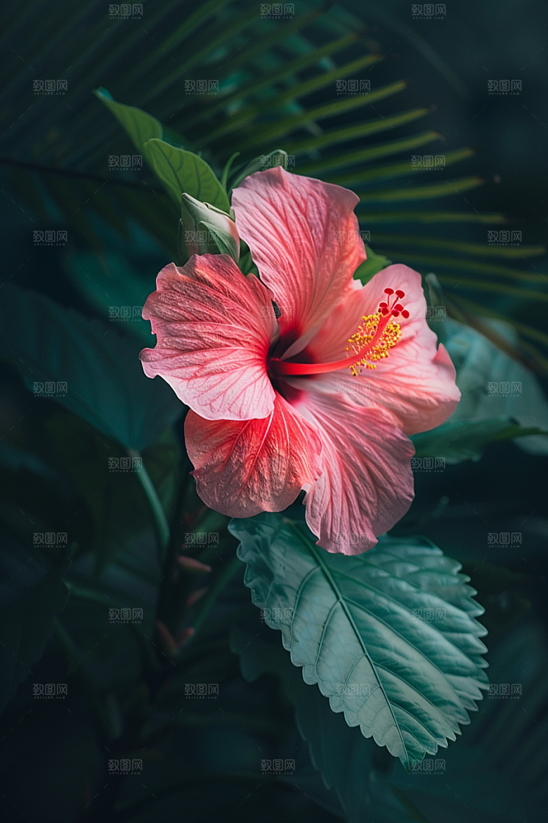 木槿花花朵夏季摄影图
