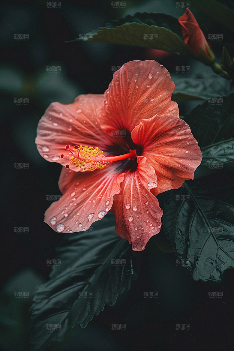 木槿花花朵植物摄影图