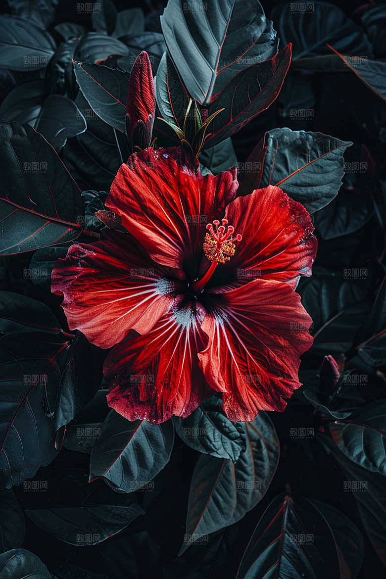 木槿花夏季木棉摄影图