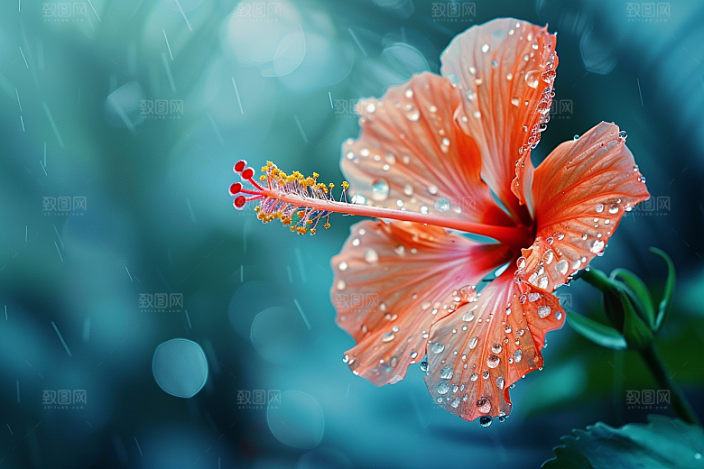 木槿花彩色夏天摄影图