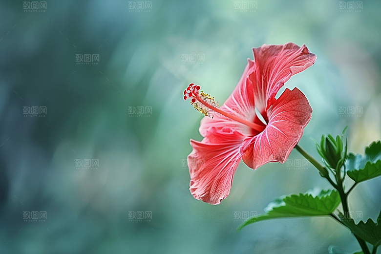 木槿花植物夏季摄影图