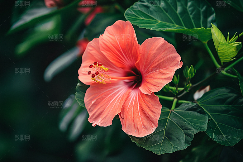木槿花清新夏天摄影图