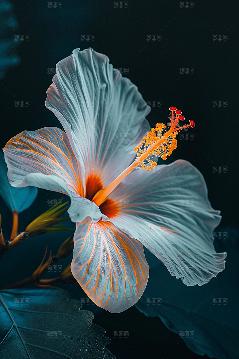 木槿花夏天夏季摄影图